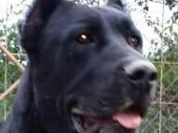 mastino abruzzese